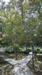 Total area on Campus covered in planted vegetation