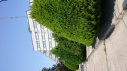 Total area on Campus covered in planted vegetation