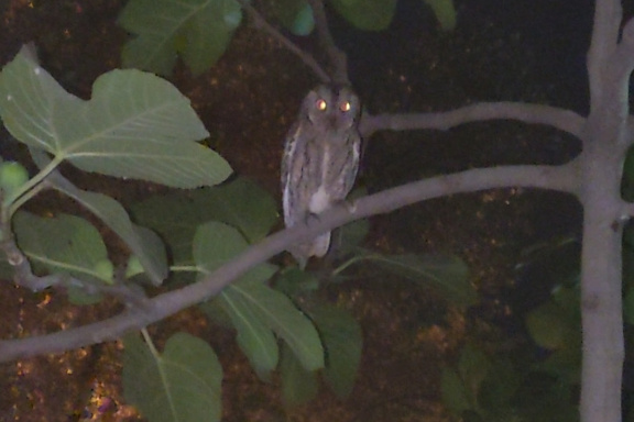 Green Space of University Dormitory Becomes Ecosystem for Rare Animals