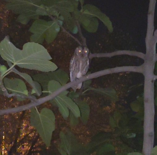 Green Space of University Dormitory Becomes Ecosystem for Rare Animals